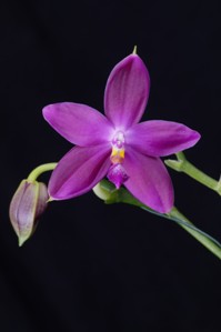 Phalaenopsis Germaine Vincent Eric AM/AOS 80 pts.